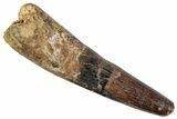 Bargain, Fossil Spinosaurus Tooth - Huge Dinosaur Tooth #255503-1